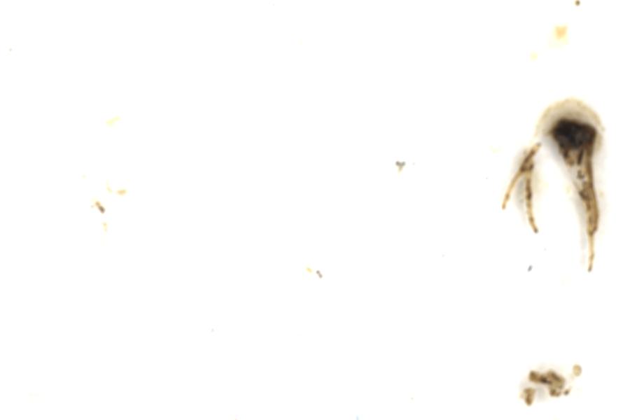 Image 76